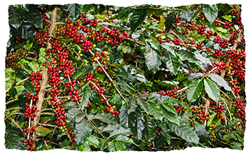 Dark, Medium and Light Roasted Coffee Beans